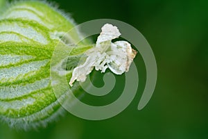 White campion, Silene latifolia or Melandrium album