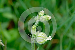 White campion, Silene latifolia or Melandrium album