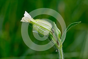 White campion, Silene latifolia or Melandrium album