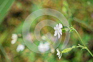 White Campion Wildflowers, Silene latifolia