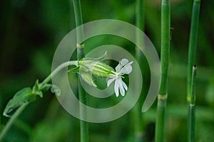 White Campion â€“ Sileme latifolia