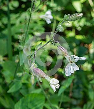 White Campion â€“ Silene latifolia