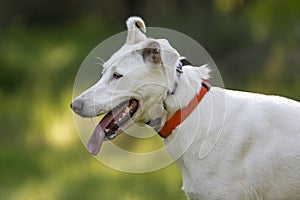 White Canaan dog listens to commands. Dog training