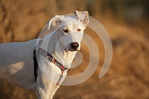 White Canaan dog listens to commands. Dog training