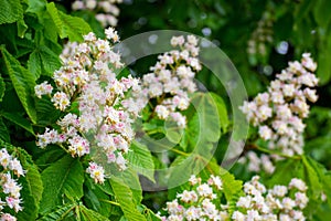 White candles of the blooming chestnut tree