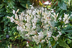 White candles Whitfieldia elongata, native to Africa - Florida, USA