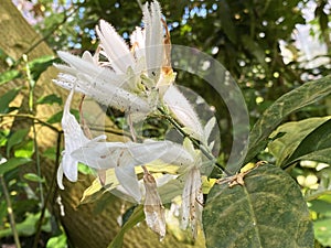 White Candles / Whitfieldia elongata P.Beauv. De Wild. & T.Durand / or Weisse Kerze - Botanischer Garten der Universitat Zurich