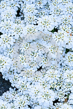 White candytuft flowers blooming as a nature background
