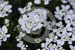 White candytuft flowers