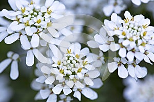 White Candytuft