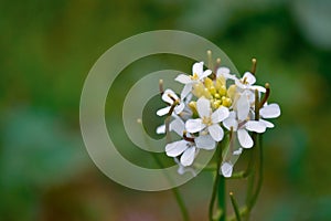 White Candytuft