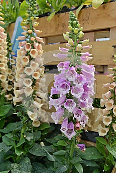 White Canterbury bells