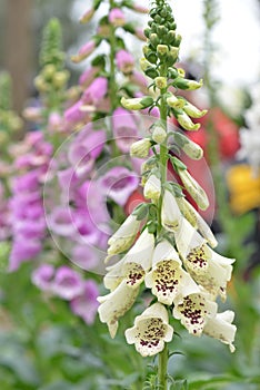 White Canterbury bells