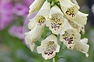 White Canterbury bells