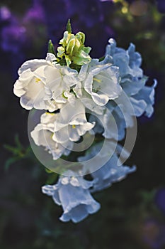 White canterbury bells