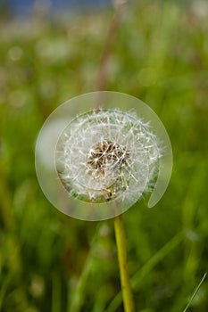 The white cap of a dandelion. Wild grasses of the cold northern summer