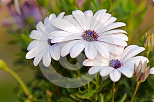 White Cape daisy (Osteospermum) with purple center photo