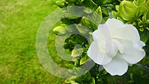 White cape Jasmine in garden after rainy day, with green field background.