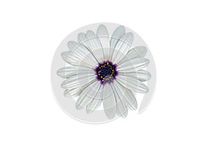 White Cape Marguerite African Daisy blossom, isolated on white background