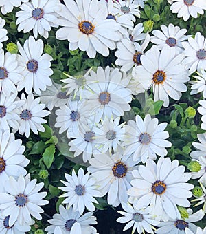 white Cape Marguerite Daisies in a field