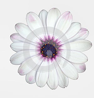 A white Cape Marguerite Daisy flower with purple capitulum photo