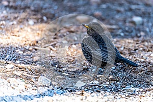 White-caped Blackbird or Turdus torquatus, passerine bird of the Turdidae family.