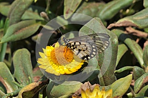White Caper Butterfly