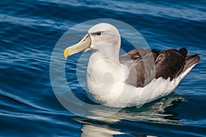 White-Capped Albatross