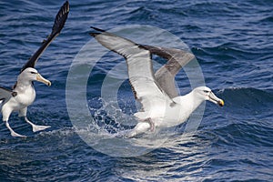 White-capped Albatross, Thalassarche steadi