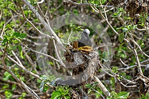 White capped noddy Anous Minutus, Vogel, auf Koralle, Lady Elliott Island, Queensland, Great Barrier Reef, Australien, Ozeanien