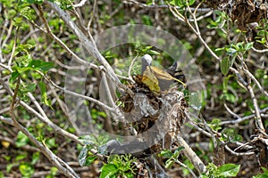 White capped noddy Anous Minutus, Vogel, auf Koralle, Lady Elliott Island, Queensland, Great Barrier Reef, Australien, Ozeanien