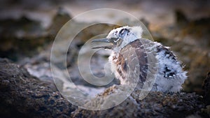 White capped noddy chick in rocky landscape