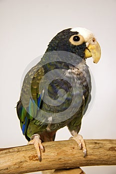 White-Capped Pionus