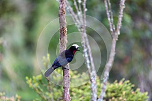 White-capped tanager (Sericossypha albocristata), Santuario del Oso de Anteojos. Wildlife and birdwatching in Colombia photo