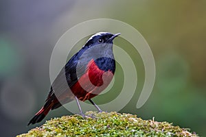 White-capped water redstart