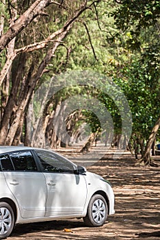 White car in the pine forest.