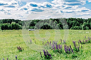White car in a summer field with lupins