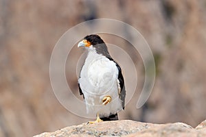 White Caracara Phalcoboenus albogularis in the family Falconidae spotted in patagonia argentina