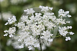 White caraway flower closeup photo