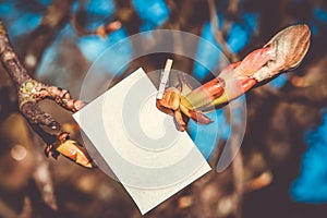 White card on green leaves background