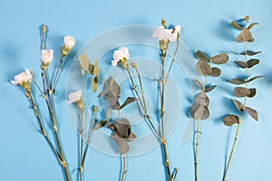 The white carnation and eucalyptus on a blue background with an empty space for notes. Romantic card