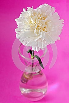 White carnation flower