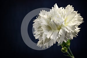 White carnation flower