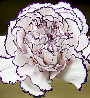 White carnation with garnet edges and bright abstract background