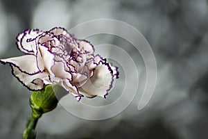 White carnation with garnet edges and bright abstract background