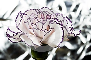 White carnation with garnet edges and bright abstract background