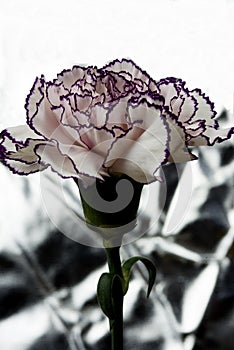 White carnation with garnet edges and bright abstract background