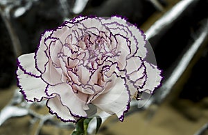 White carnation with garnet edges and bright abstract background