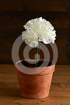 white carnation in an old pot