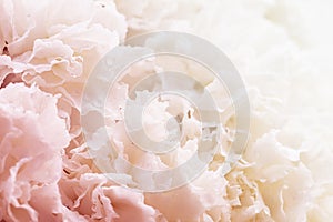 White carnations in drops of water close up